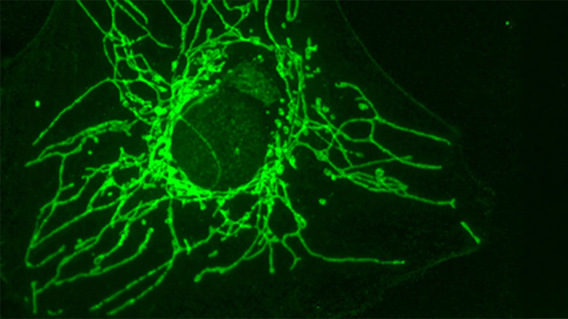 a mirror molecule can starve cancer cells without harming healthy cells