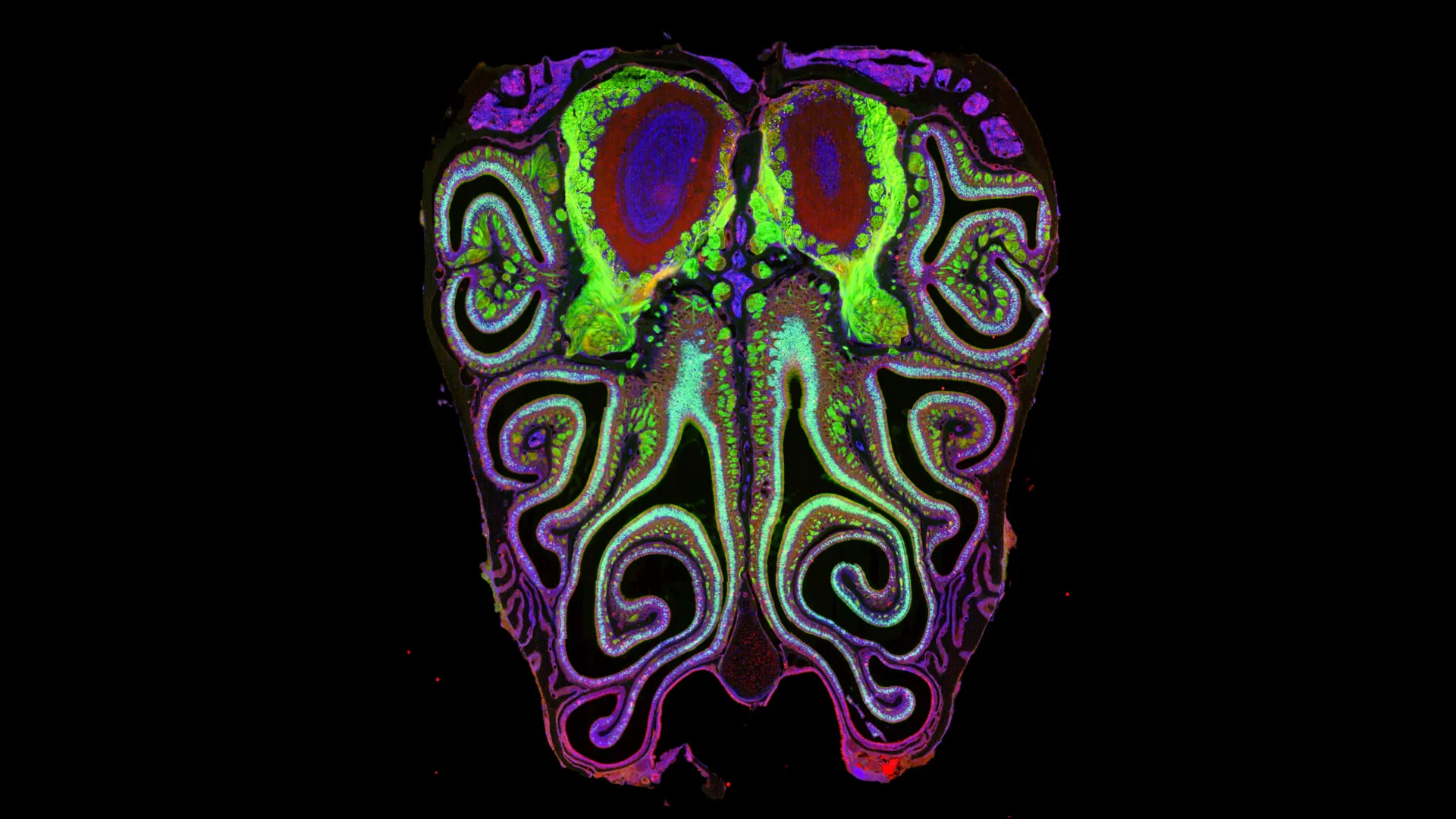 unveiling olfactions hidden order scientists map smell receptors in unprecedented detail challenging decades of assumptions