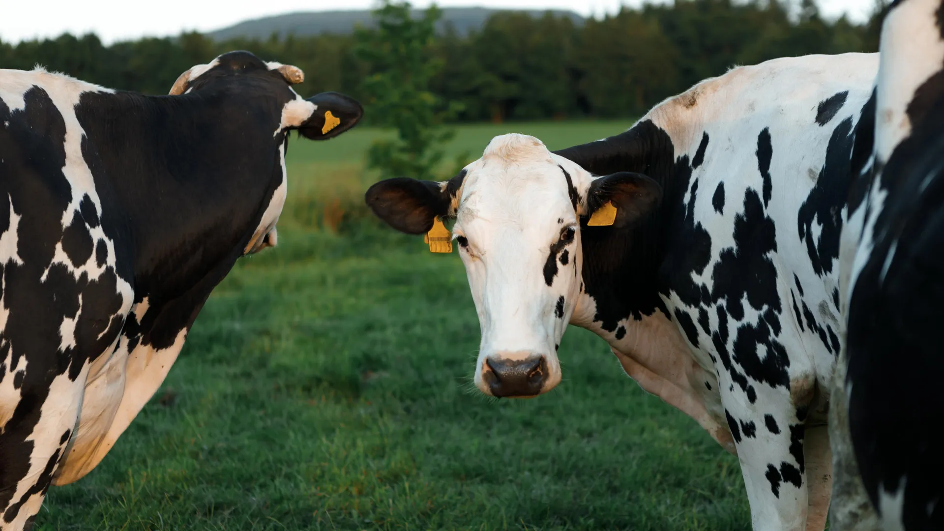 University of Pittsburgh Researchers Unravel Biological Mechanism Behind H5N1’s Unusual Udder-Targeting Behavior in Dairy Cattle. 1 university of pittsburgh researchers unravel biological mechanism behind h5n1s unusual udder targeting behavior in dairy cattle