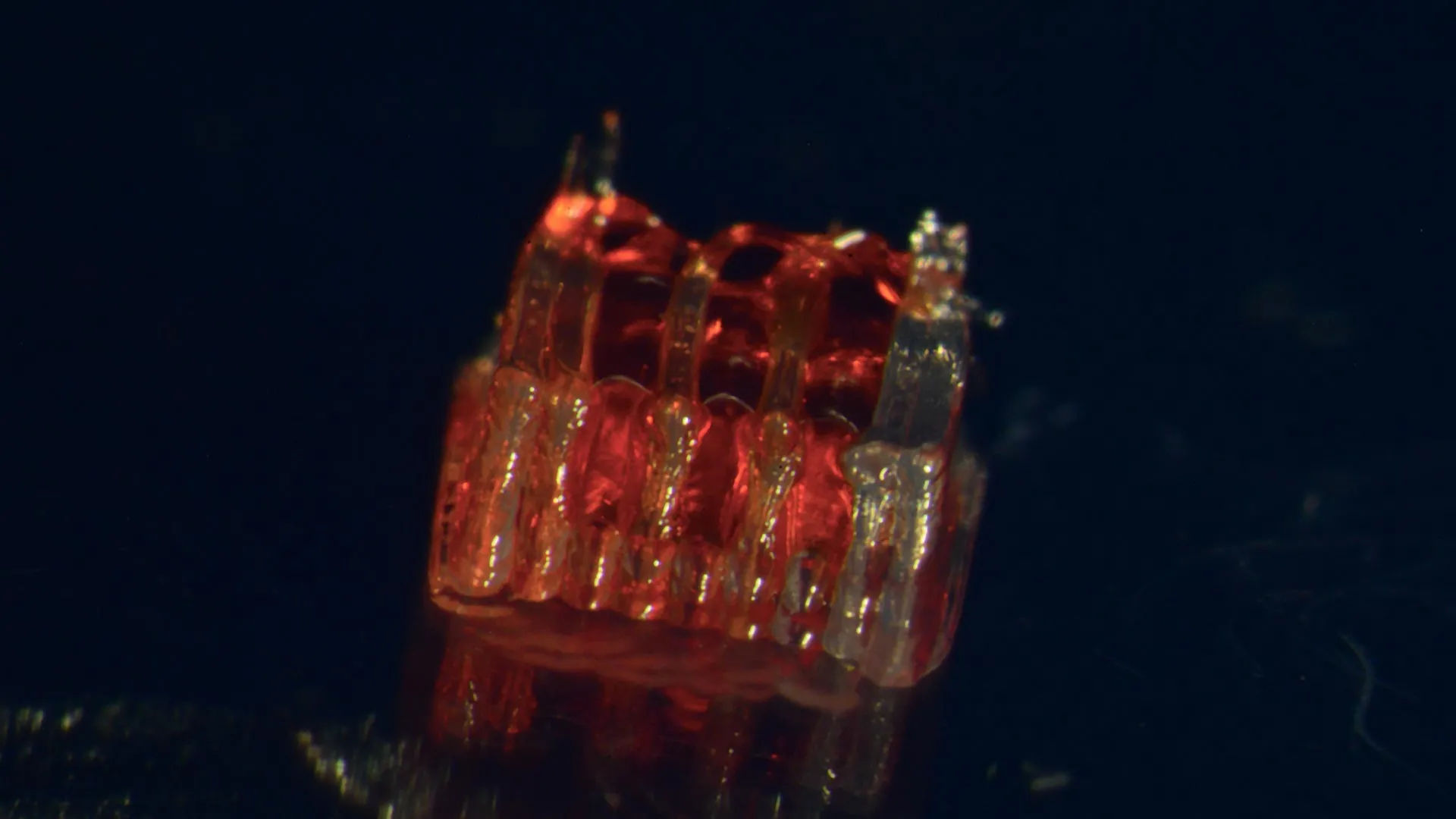 3D-Printed Scaffolds Promote Enhanced Spinal Organoid Formation for Use in Spinal Cord Injury 1 3d printed scaffolds promote enhanced spinal organoid formation for use in spinal cord injury