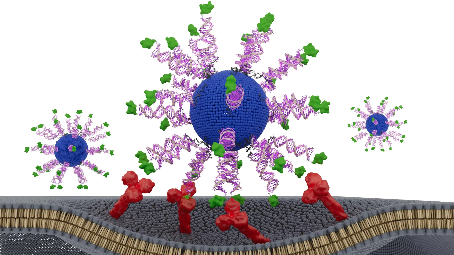 e711 19 placement and orientation dictate cd8 t cell response in structurally defined spherical nucleic acid vaccines
