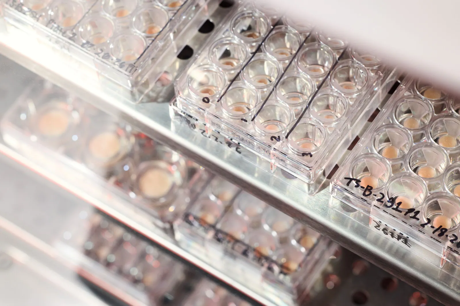 outer bio emerges from stealth with month long living skin tissue and ai platform revolutionizing skincare and therapeutic discovery