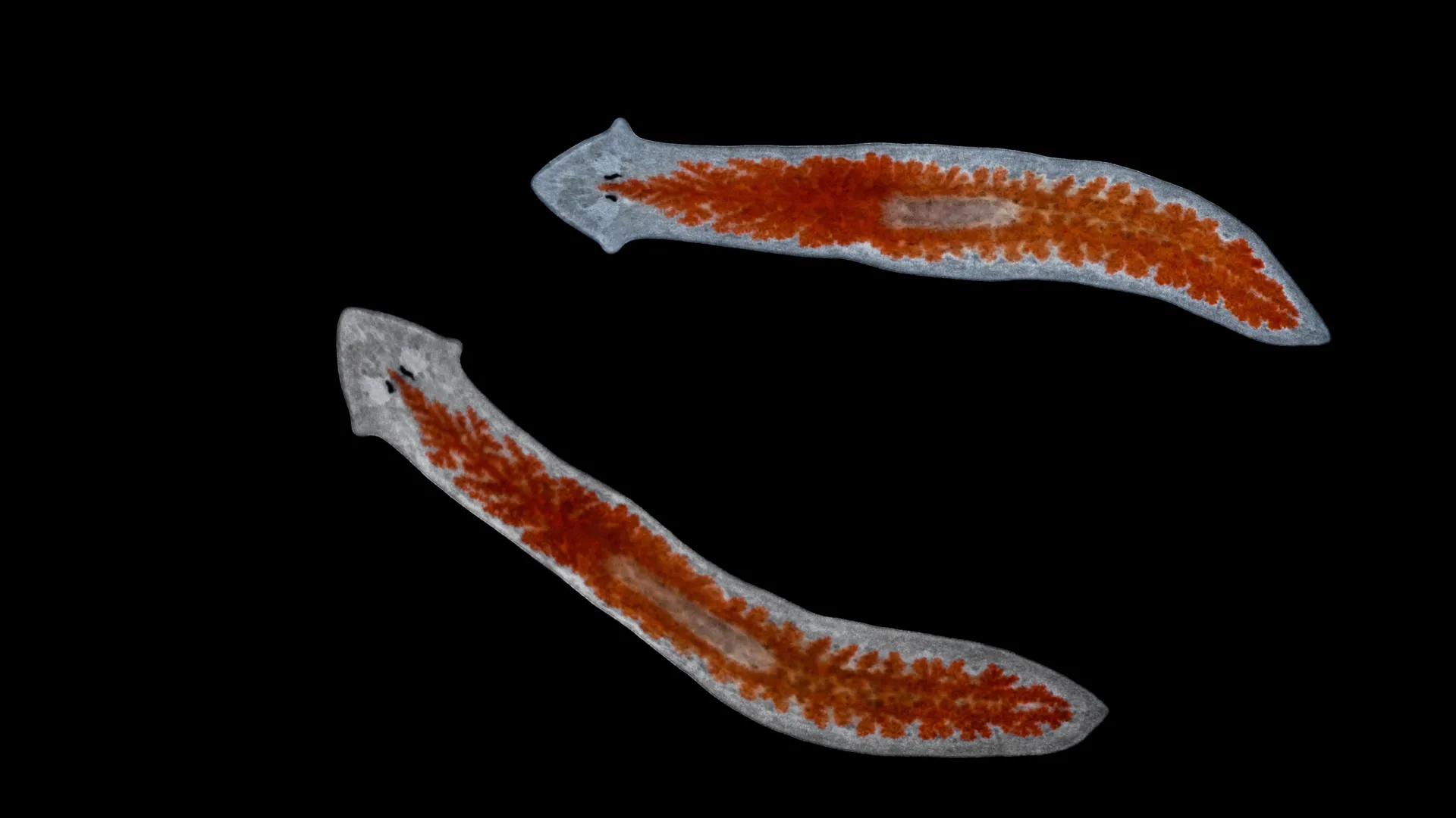 planarian research at stowers institute challenges biological dogma by revealing niche independent stem cell regulation