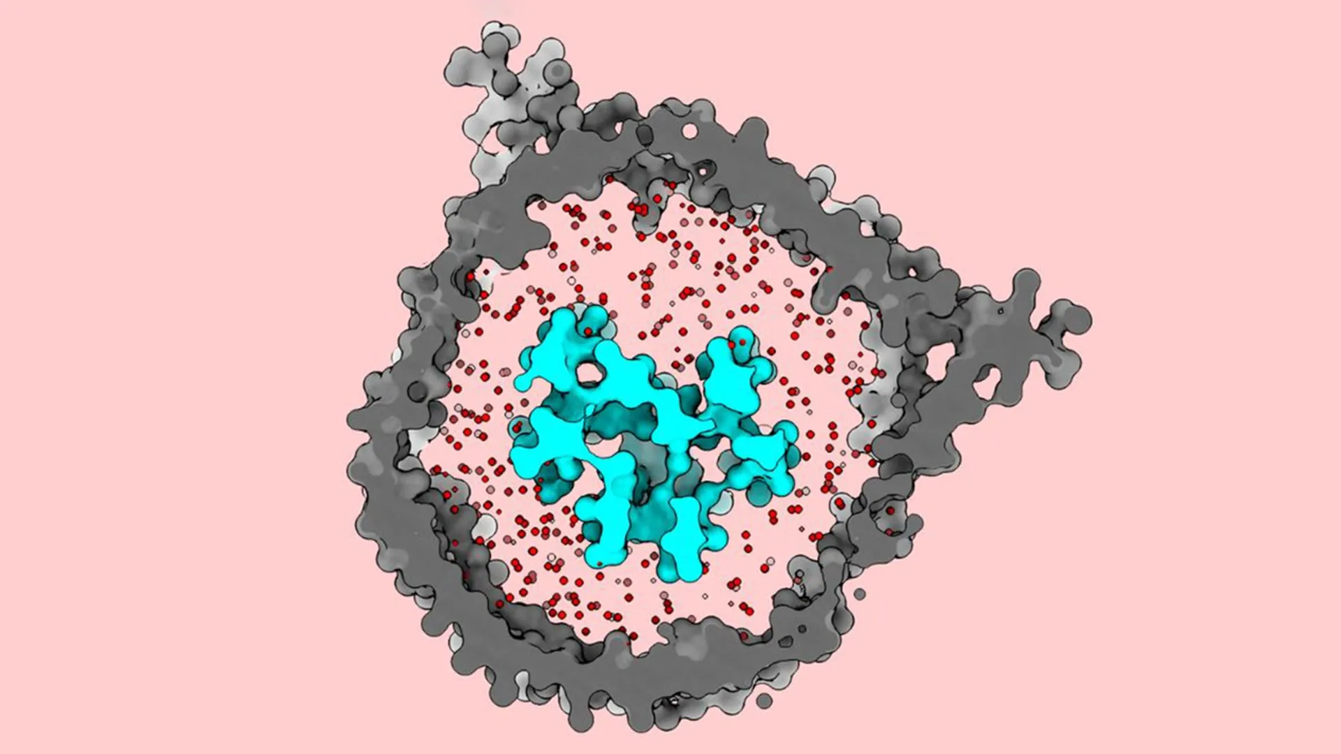 Rockefeller University Scientists Discover Jack-in-the-Box Mechanism in T Cell Receptors Unlocking New Potential for Cancer Immunotherapy 1 rockefeller university scientists discover jack in the box mechanism in t cell receptors unlocking new potential for cancer immunotherapy
