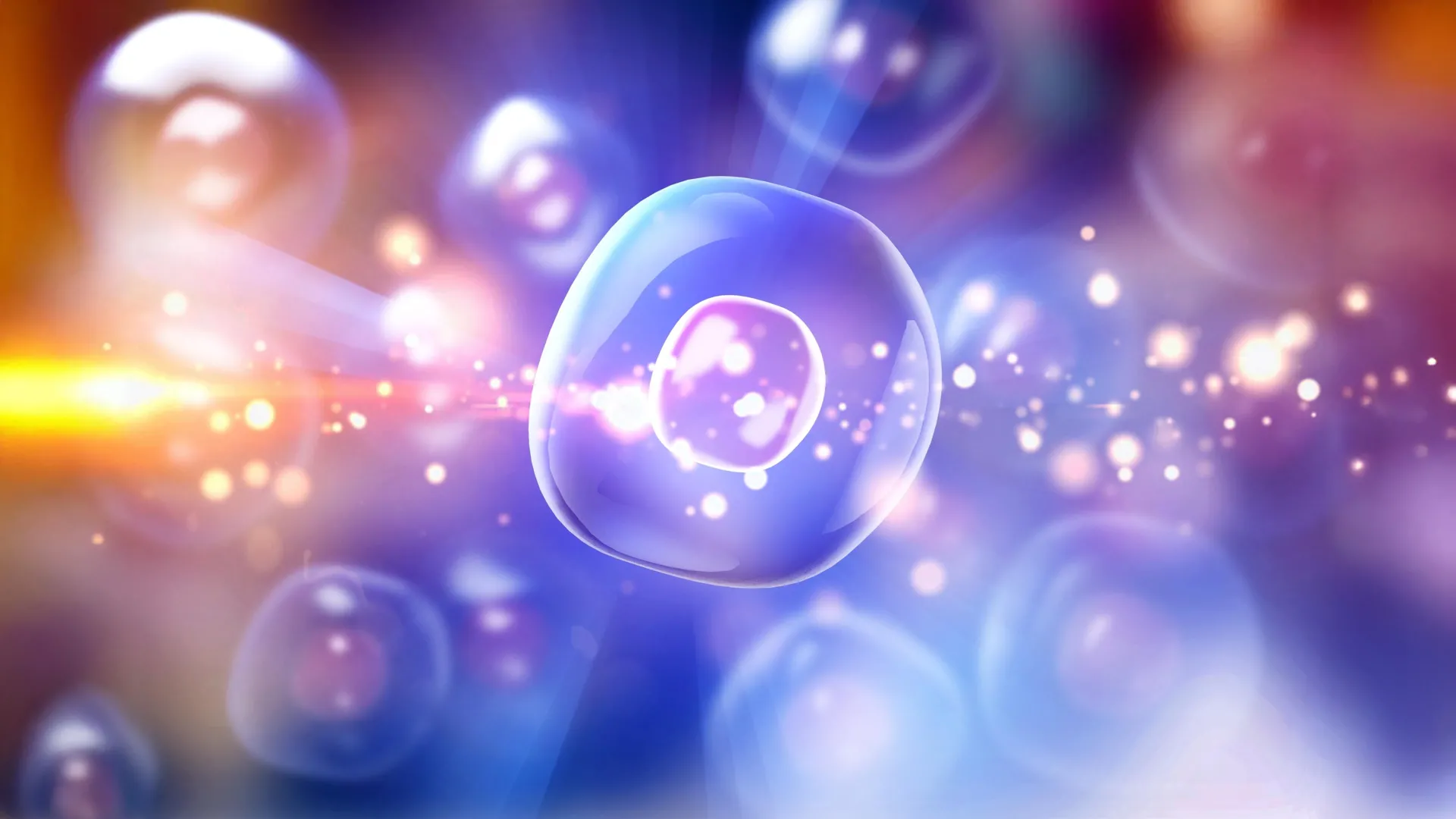 stanfords new cell therapy cures type 1 diabetes in mice