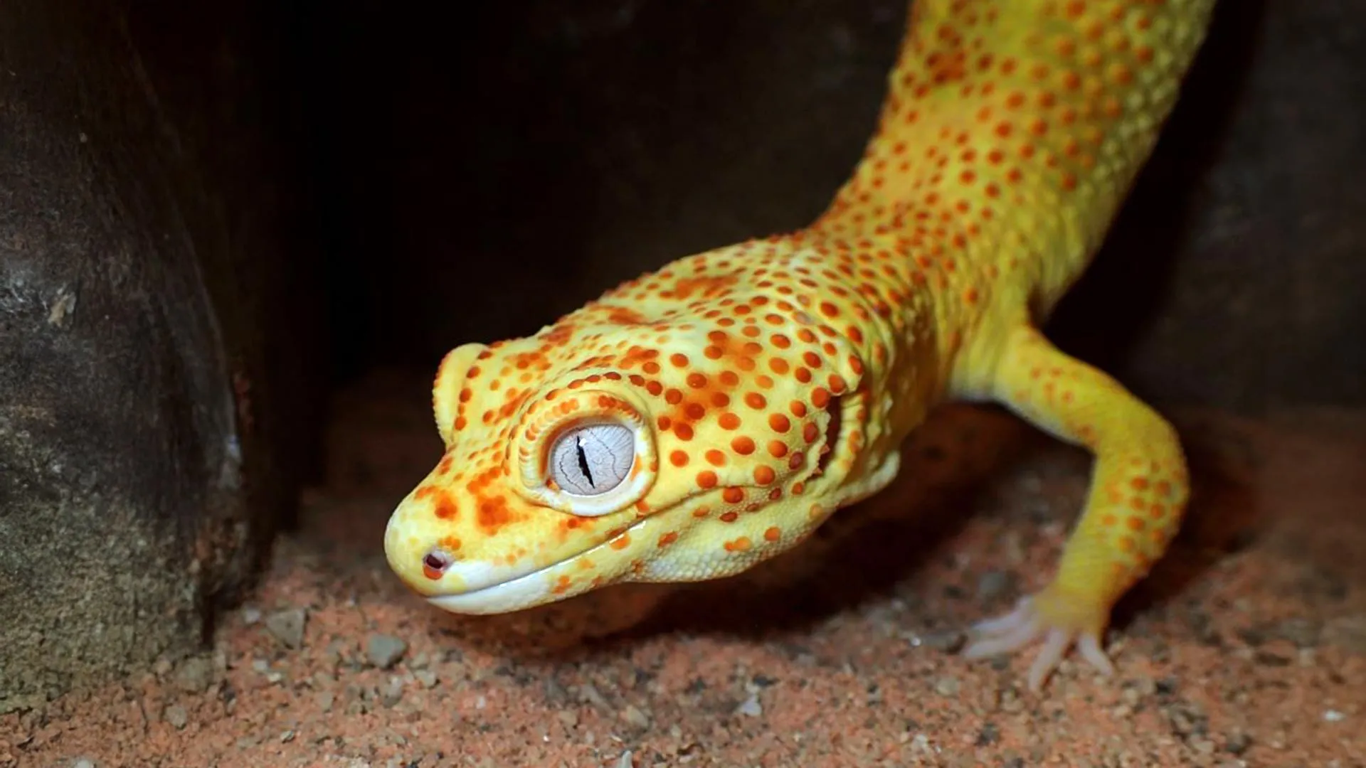 this pet gecko could help scientists unlock the secrets of cancer 1