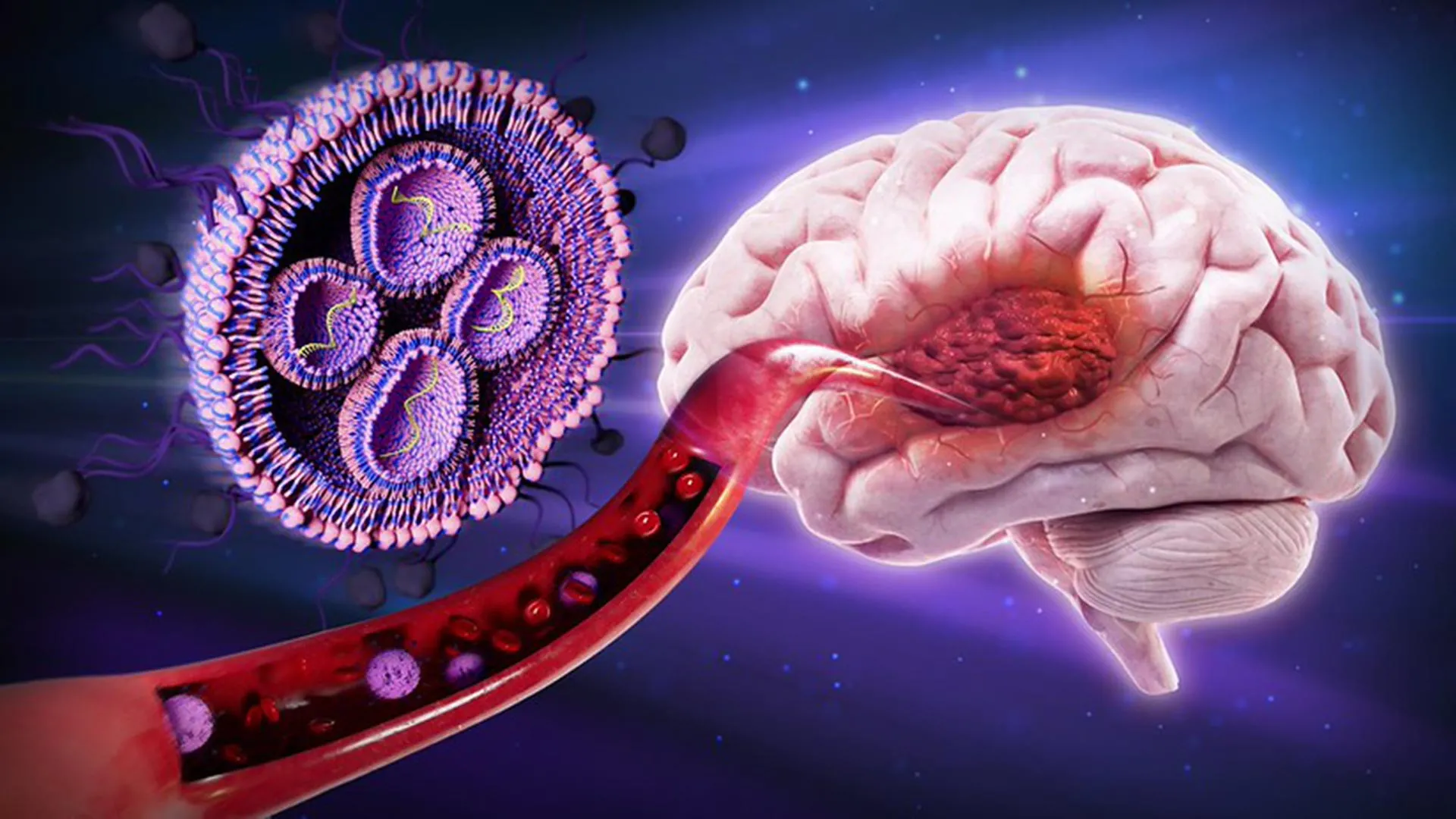 this sugar coated therapy boosted survival against deadly brain cancer by 50 in mice