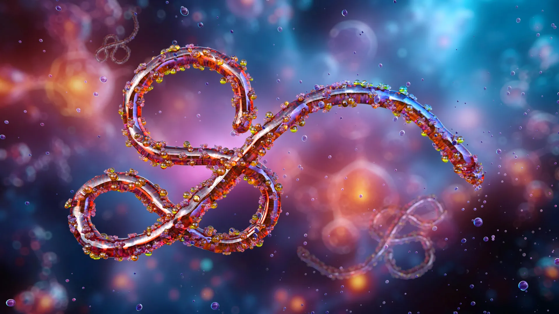 A deadly ebola relative is surging after years in the shadows 1 a deadly ebola relative is surging after years in the shadows 1