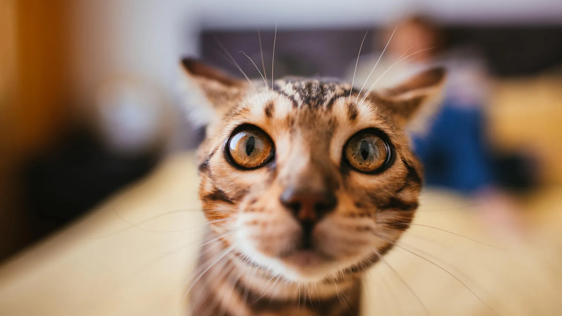 Groundbreaking International Study Unlocks Genetic "Black Box" of Feline Cancer, Offering New Avenues for Pet and Human Health 1 groundbreaking international study unlocks genetic black box of feline cancer offering new avenues for pet and human health